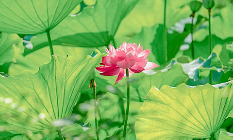 小暑将至 | 夜交节・伏天短，江林易海专属养生指南请查收